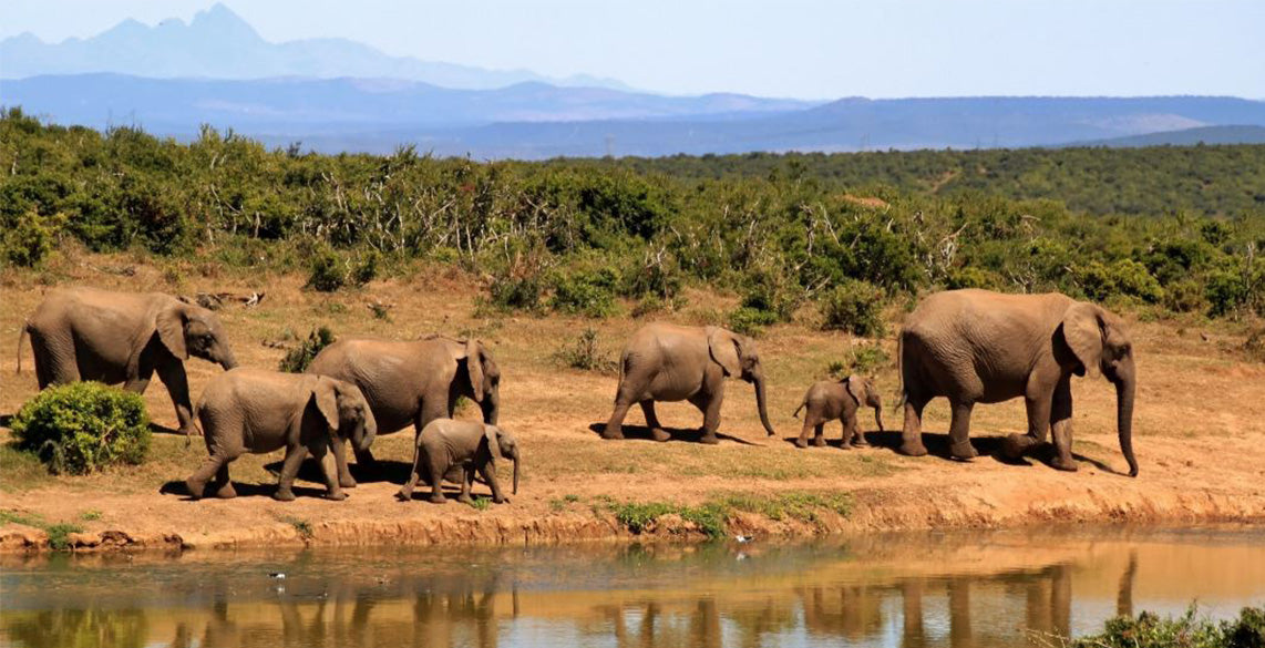 voyage-en-afrique-du-sud