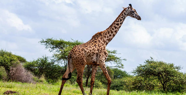 safari-kenya-conseils-voyage-inoubliable